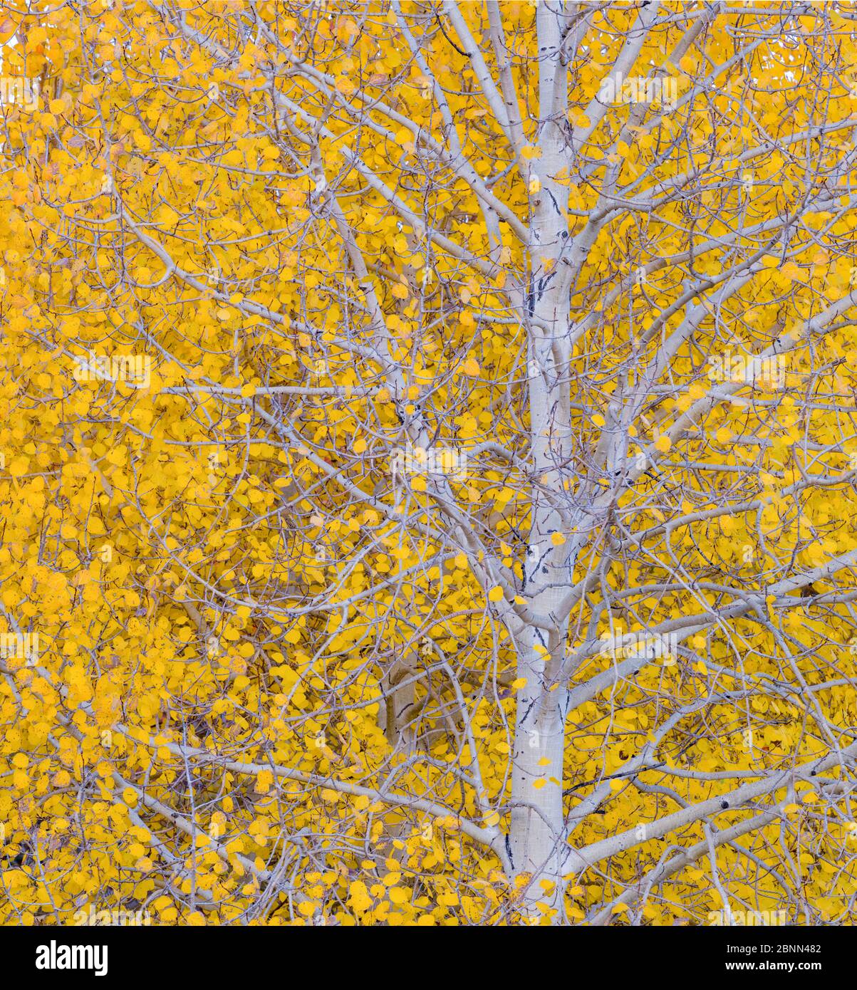 Quaking aspen (Populus tremuloides) Dixie National Forest, Boulder Mountains, Utah, October. Stock Photo