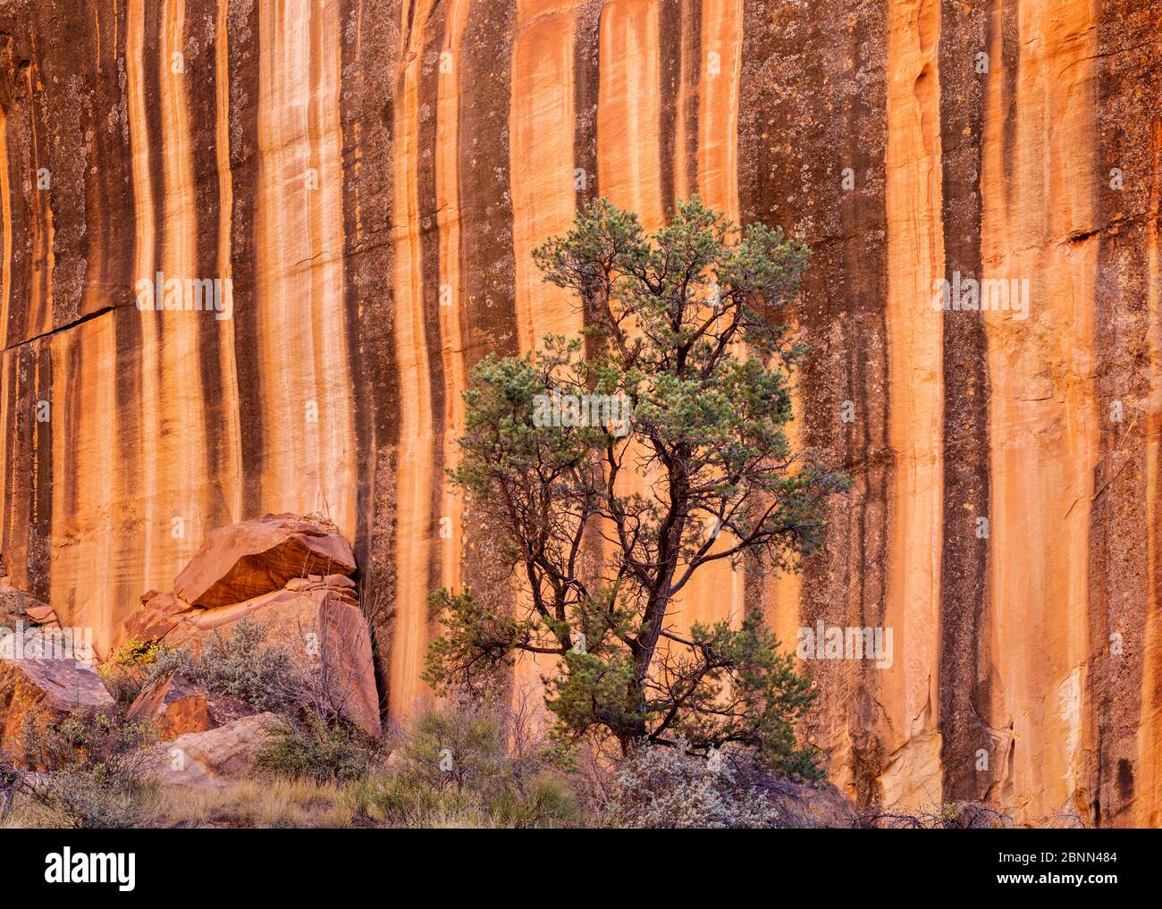 Pinyon pine (Pinus sp) Capitol Reef National Par, Utah, USA, October. Stock Photo