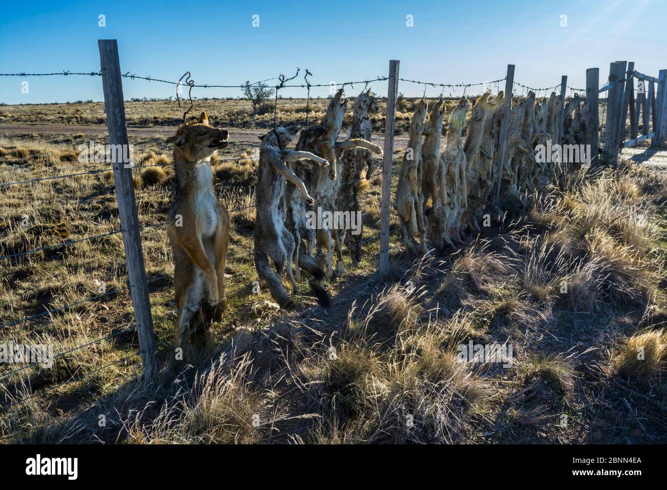 Dead Pampas fox (Lycalopex gymnocercus) Grey fox (Lycalopex culpaeus) and Geffroy's cat (Oncifelis geoffroyi) killed by sheep farmers and hung up to d Stock Photo