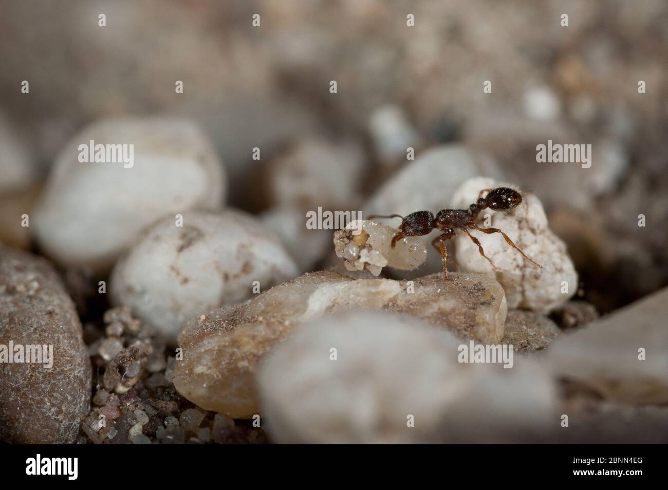 Ant bringing larvae to the surface from European beewolf (Philanthus triangulum) nest, Budapest, Hungary, August. Stock Photo