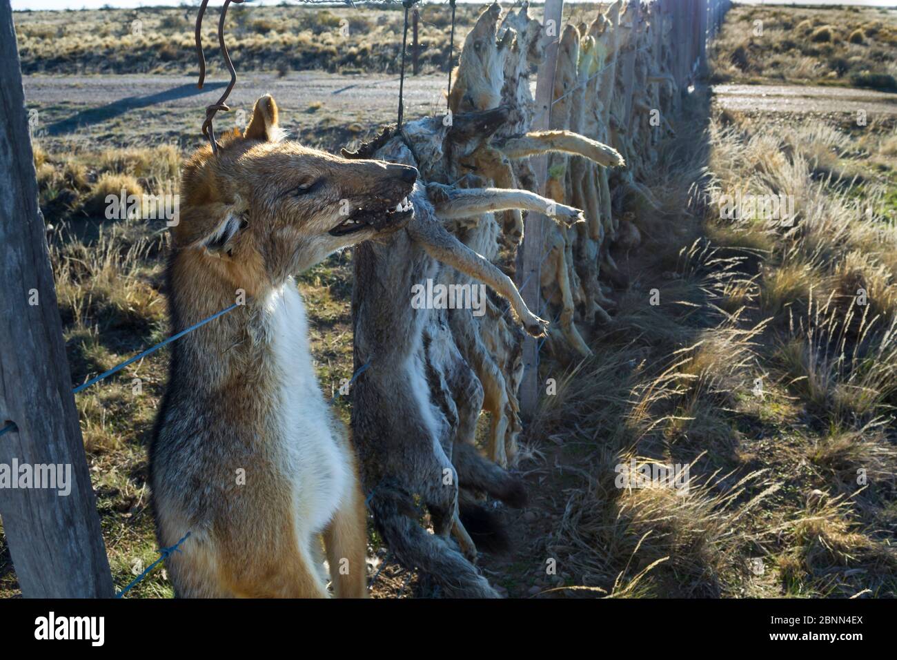 Dead Pampas fox (Lycalopex gymnocercus) Grey fox (Lycalopex culpaeus) and Geffroy's cat (Oncifelis geoffroyi) killed by sheep farmers and hung up to d Stock Photo