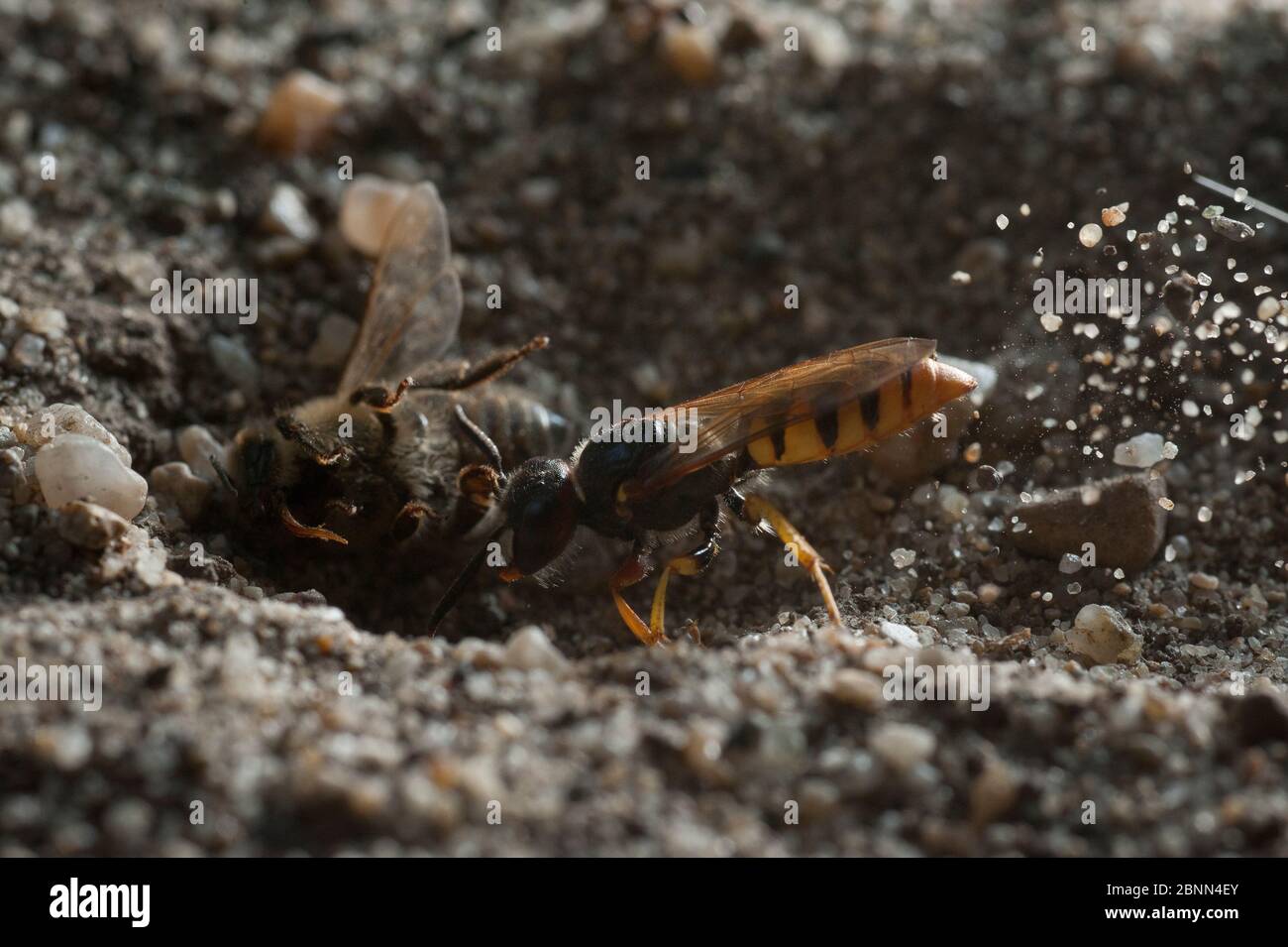 European beewolf (Philanthus triangulum) digging out nest hole, with bee prey nearby, Budapest, Hungary Stock Photo