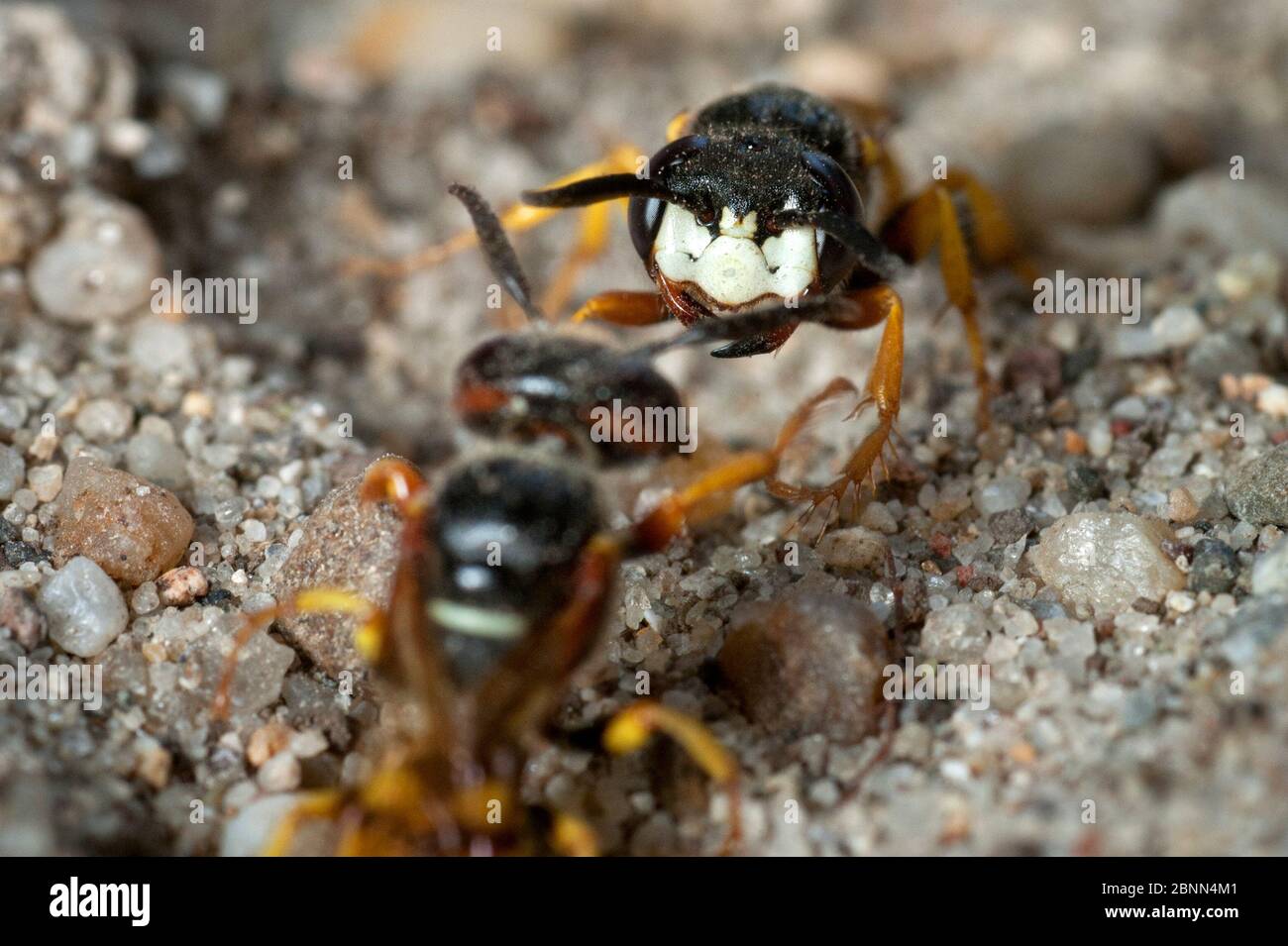 Wasp Riding Another Insect Wasp eating another insect hi-res stock photography and images - Alamy