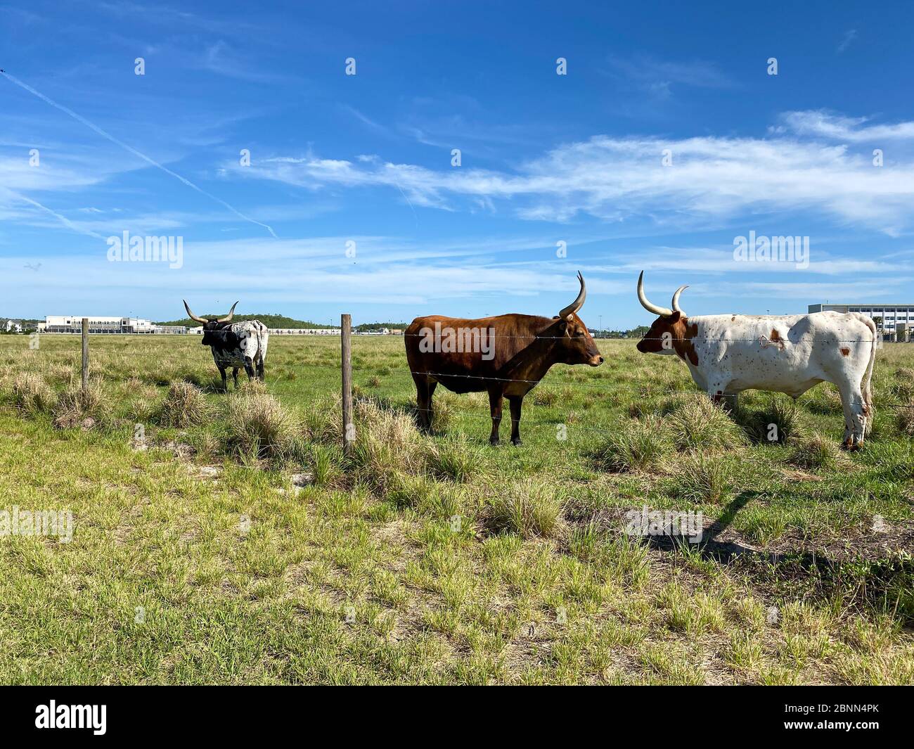 Longhorn Cattle grazing in a pasture in the Laureate Park neighborhood of Lake Nona in Orlando, Florida. Stock Photo