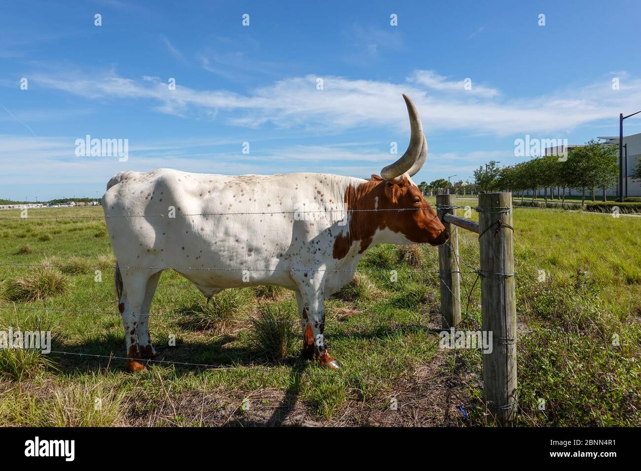 Longhorn Cattle grazing in a pasture in the Laureate Park neighborhood of Lake Nona in Orlando, Florida. Stock Photo