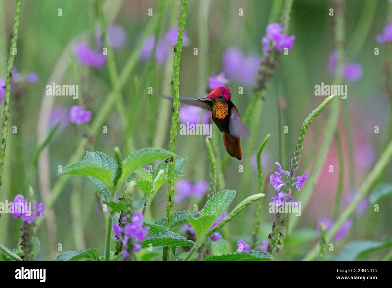Ruby topaz hummingbird (Chrysolampis mosquitus) Trinidad and Tobago April Stock Photo