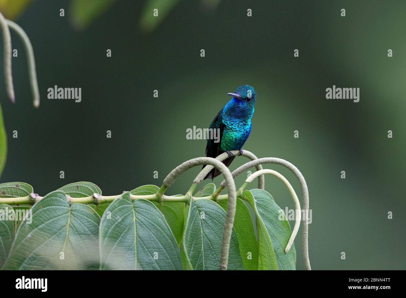 Blue-chinned sapphire hummingbird (Chlorestes notatus) Trinidad and Tobago April Stock Photo