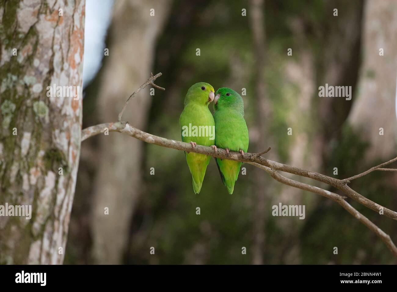 Green-rumped parrotlet (Forpus passerinus) two sitting together, Trinidad and Tobago, April Stock Photo