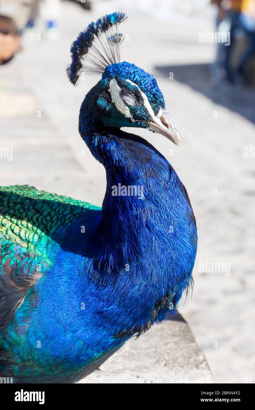 Peacock bird in town Chefchouen Stock Photo