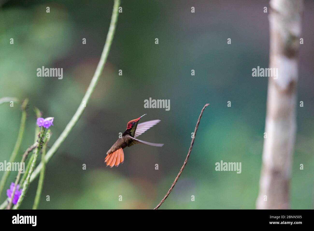 Ruby topaz hummingbird (Chrysolampis mosquitus) in flight, Trinidad and Tobago, April Stock Photo