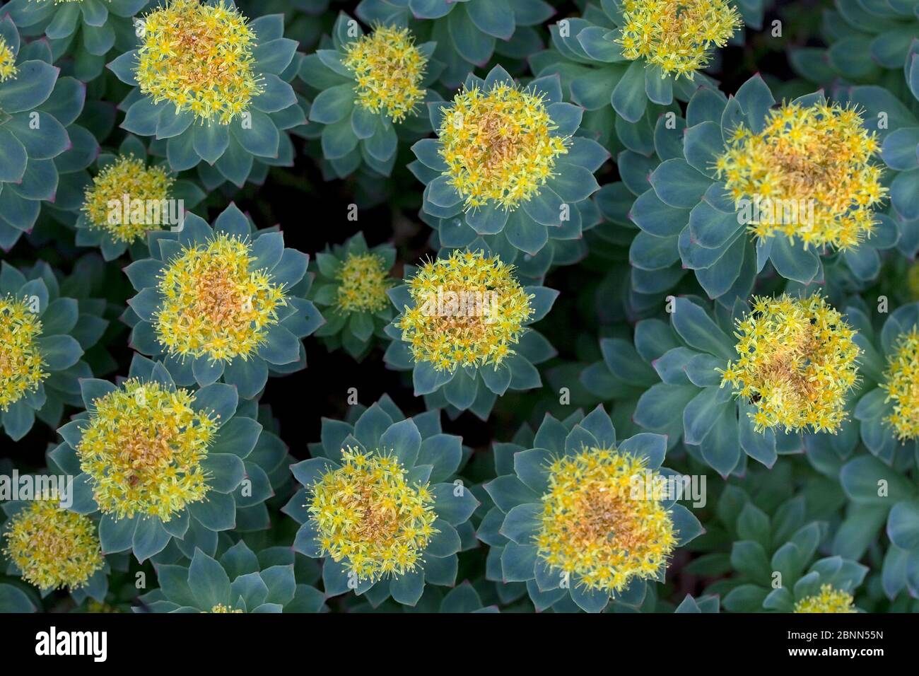 Roseroot (Rhodiola rosea) viewed from directly above, Iceland June Stock Photo