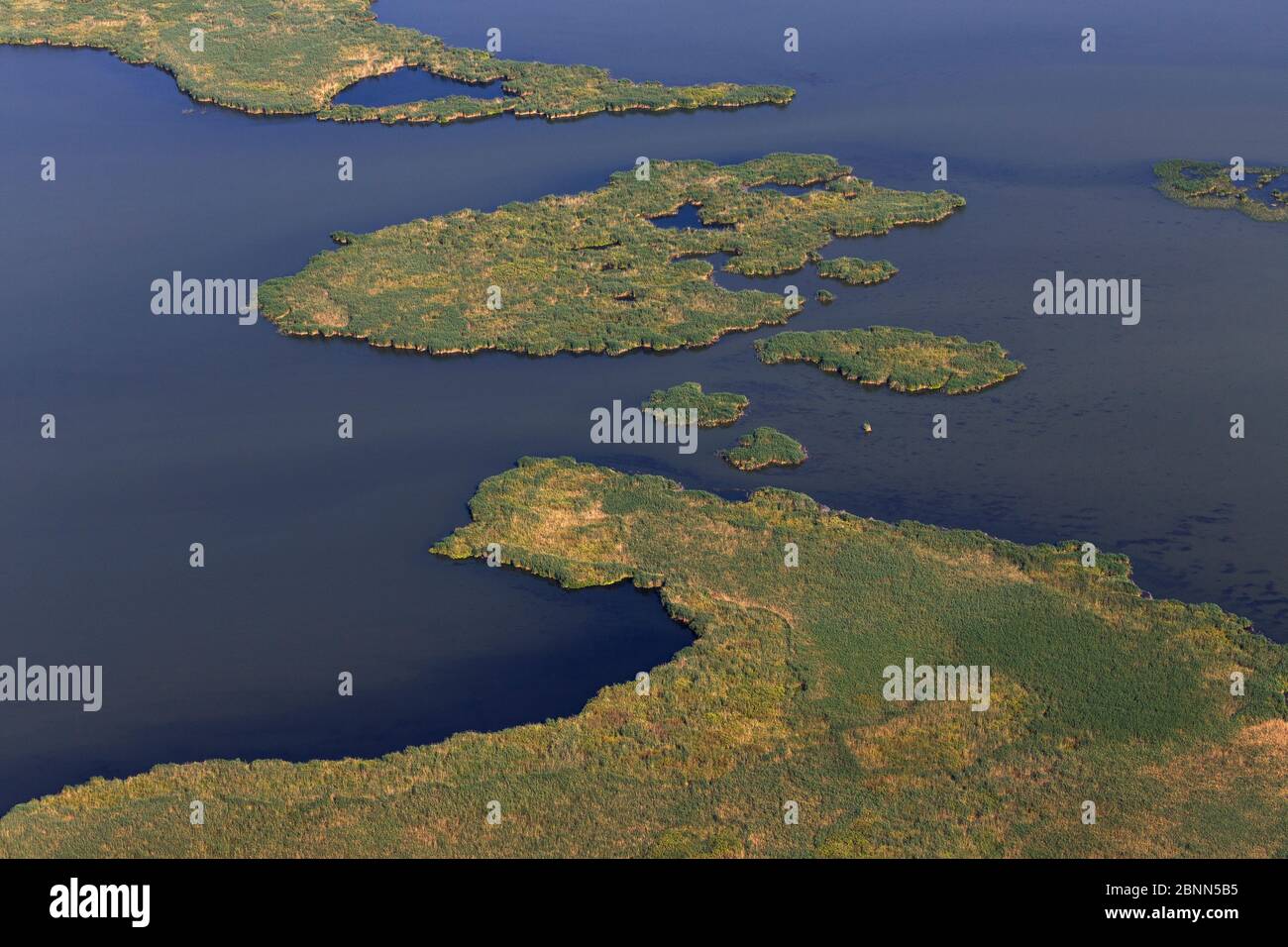 Reed (Phragmites australis) island from above (aerial view), Danube Delta, Romania. June. Stock Photo