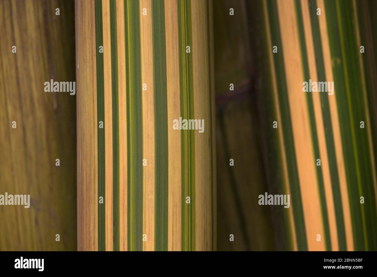 Bamboo stems (Bambusa vulgaris striata), Sichuan, China Stock Photo