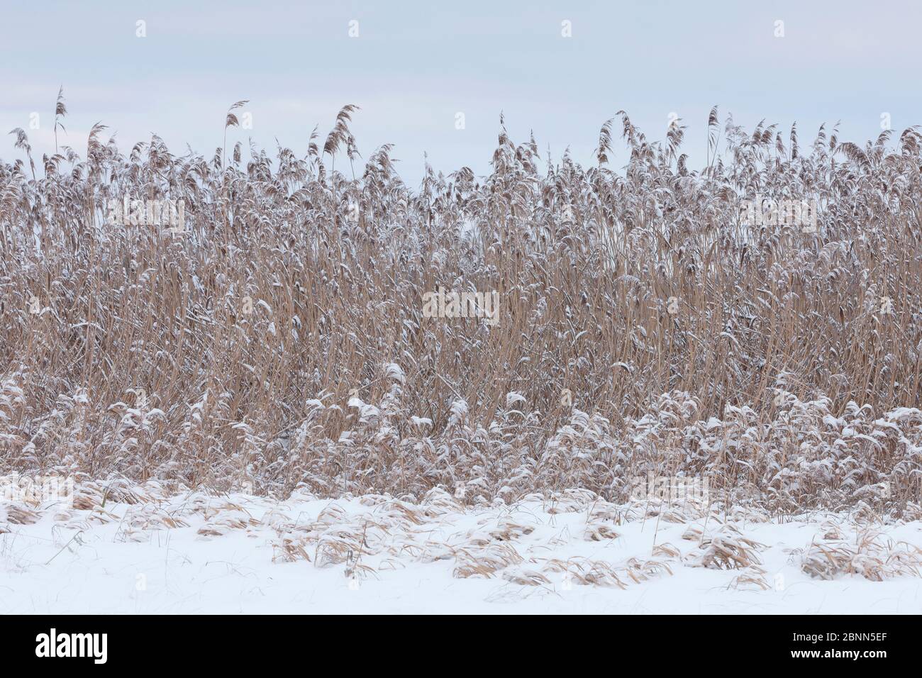 Reedbeds germany hi-res stock photography and images - Alamy