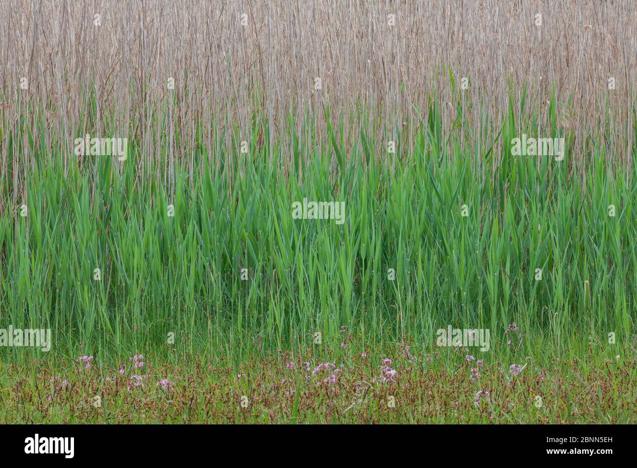 Reed (Phragmites australis), in spring, Germany. May. Stock Photo