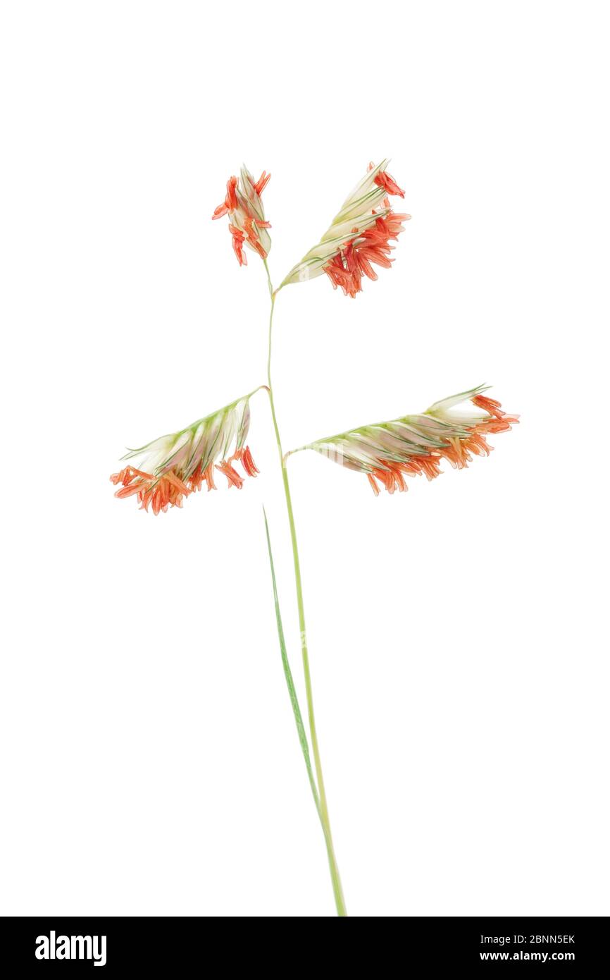 Buffalograss (Buchloe dactyloides) male flower, South Dakota, USA. June. Stock Photo