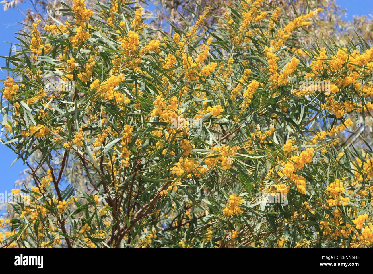 Beautiful yellow flowers and green leaves of a wattle tree in the spring sunshine growing near the Segesta Temple, in Trapani, on Sicily, Italy. Stock Photo