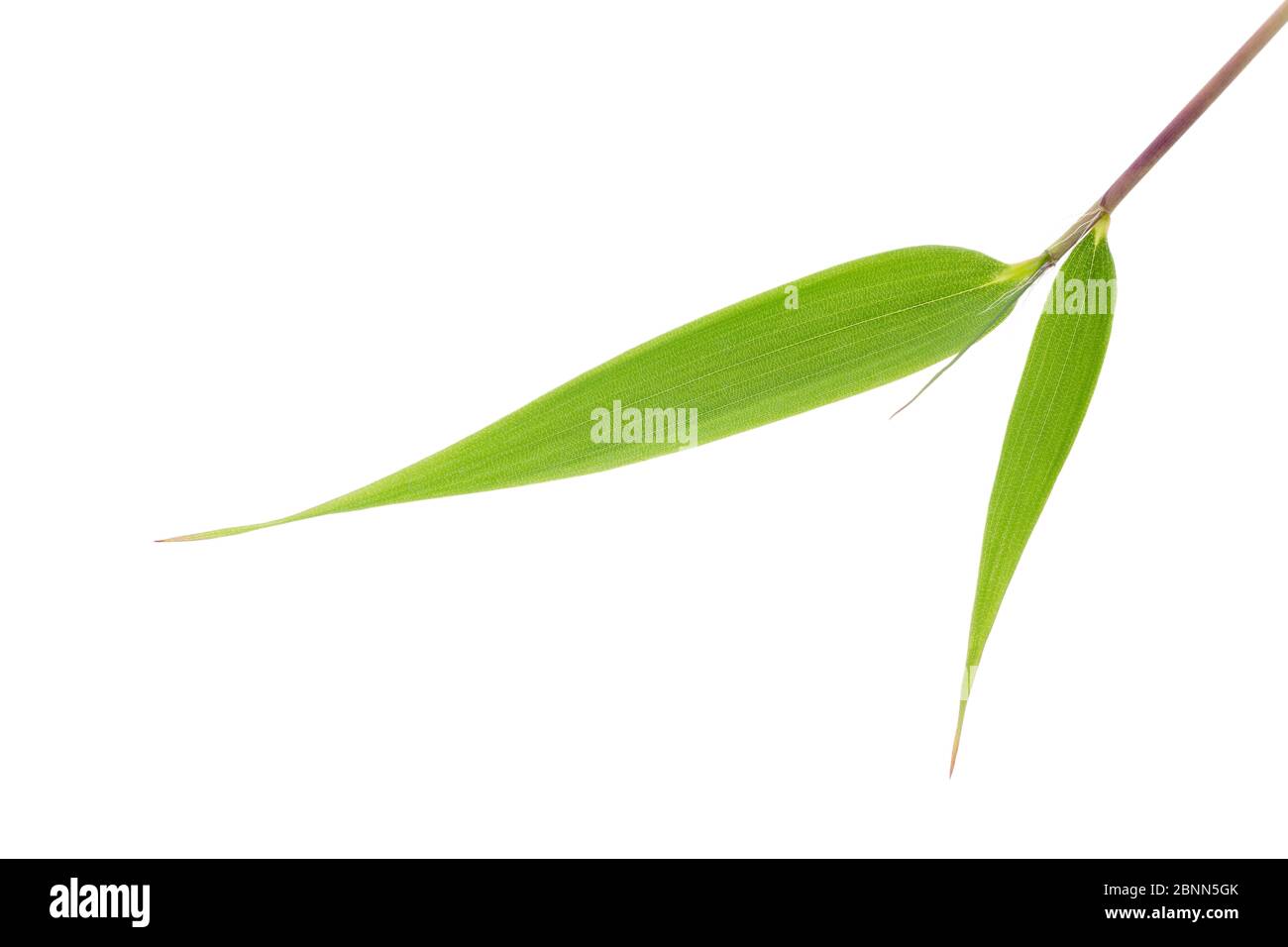 Bamboo (Fargesia robusta) leaf, Sichuan, China. May. Stock Photo