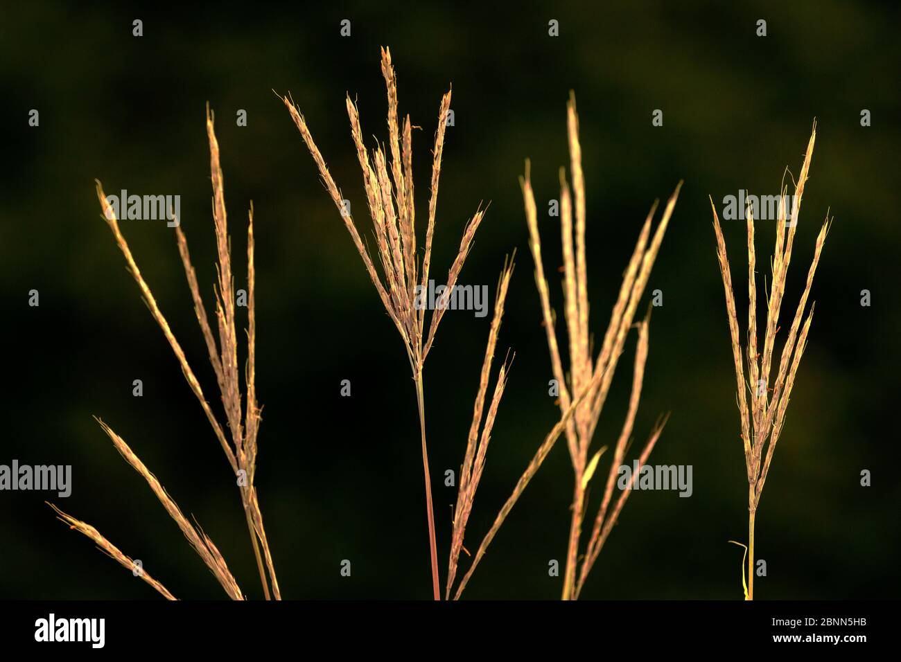 Big Bluestem (Schizachyrium scoparium) grass, South Dakota, USA Stock Photo