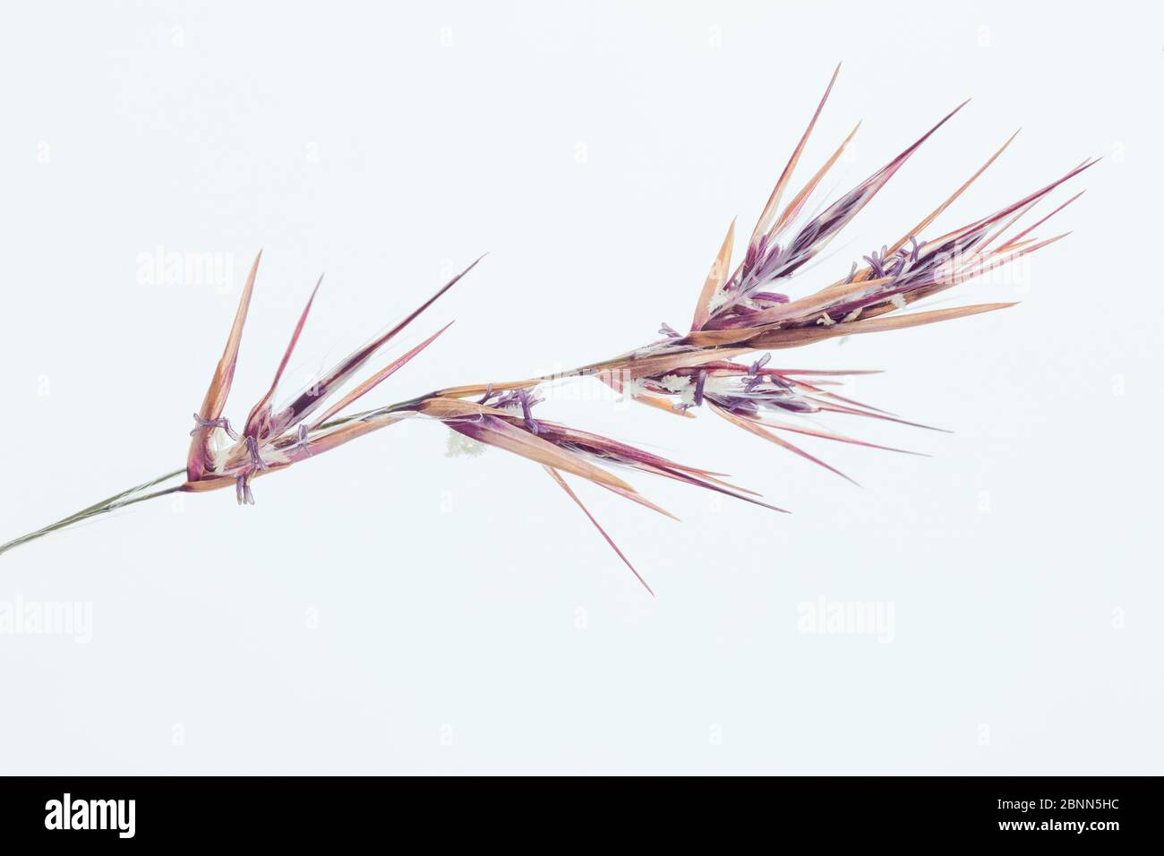 Reed (Phragmites australis) flower detail, Germany Stock Photo