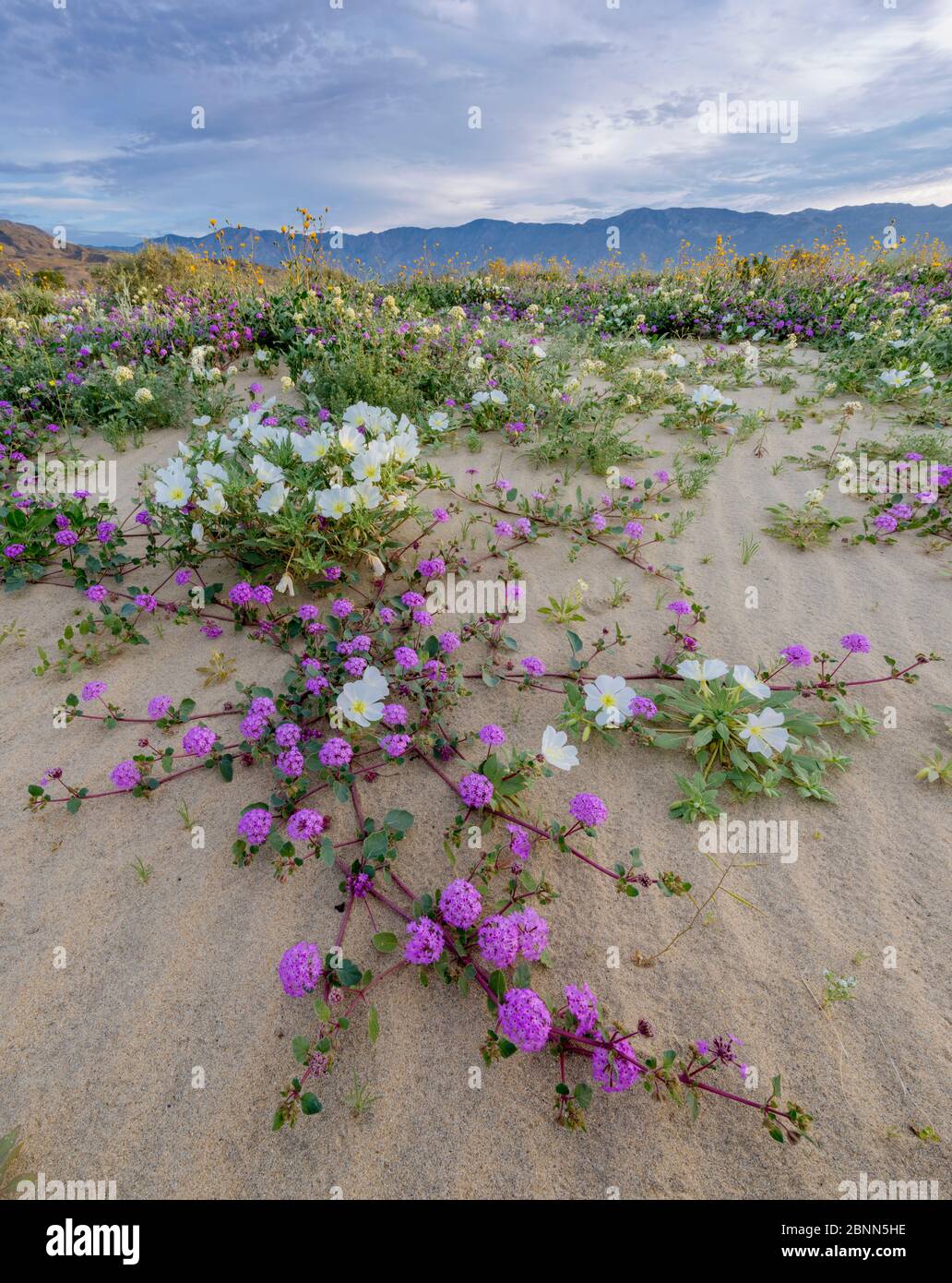 1563786 - - Desert landscape with flowering Sand verbena (Abronia), Desert gold (Geraea canescens), and Birdcage evening primrose (Oenothera deltoides Stock Photo