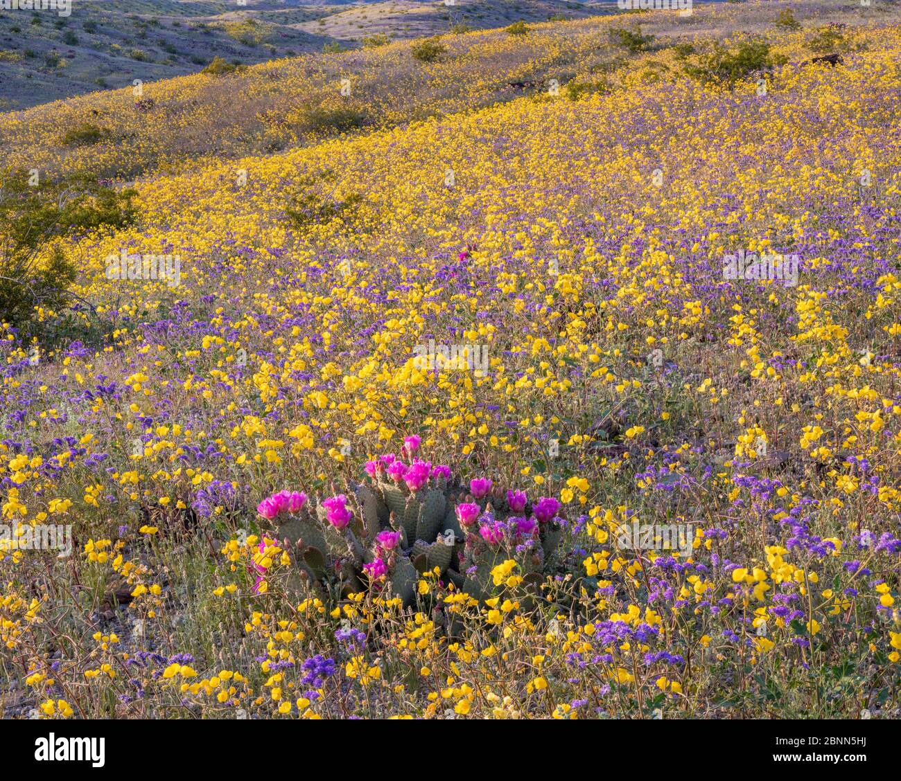 California floristic province hires stock photography and images Alamy