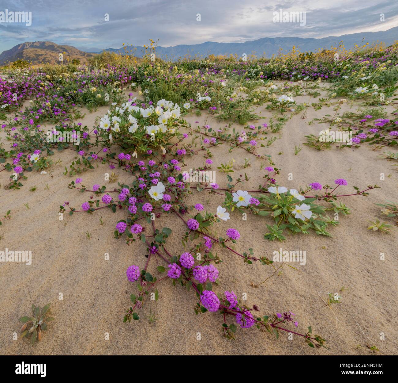Desert landscape with flowering Sand verbena (Abronia), Desert gold (Geraea canescens), and Birdcage evening primrose (Oenothera deltoides), with the Stock Photo