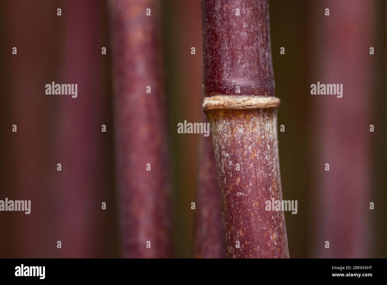 Bamboo (Fargesia nitida), Sichuan, China. May. Stock Photo