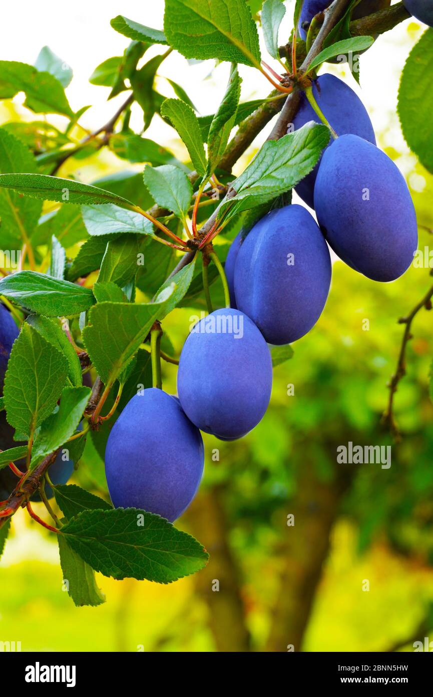 A bunch of ripening plums on a branch. Summer in the orchard. Stock Photo