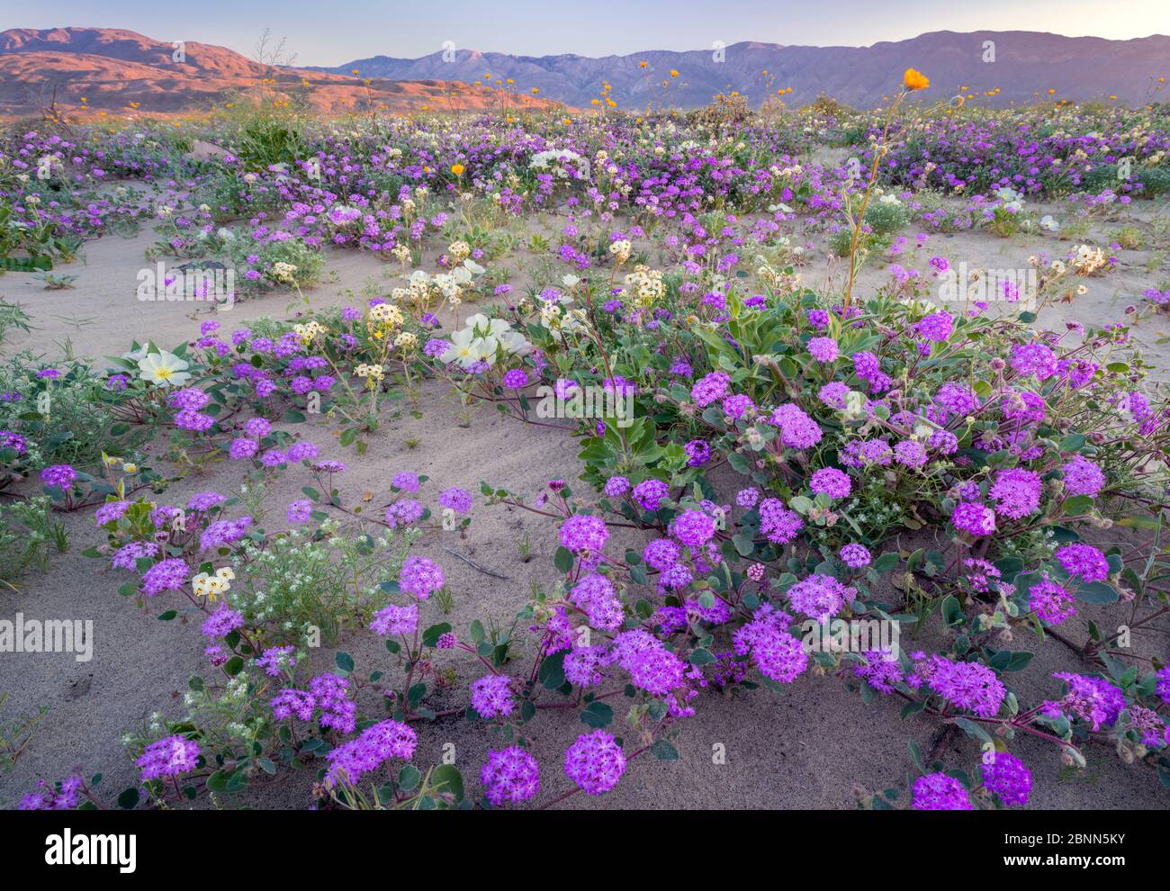 Desert landscape with flowering Sand verbena (Abronia), Desert gold (Geraea canescens), and Birdcage evening primrose (Oenothera deltoides), with the Stock Photo