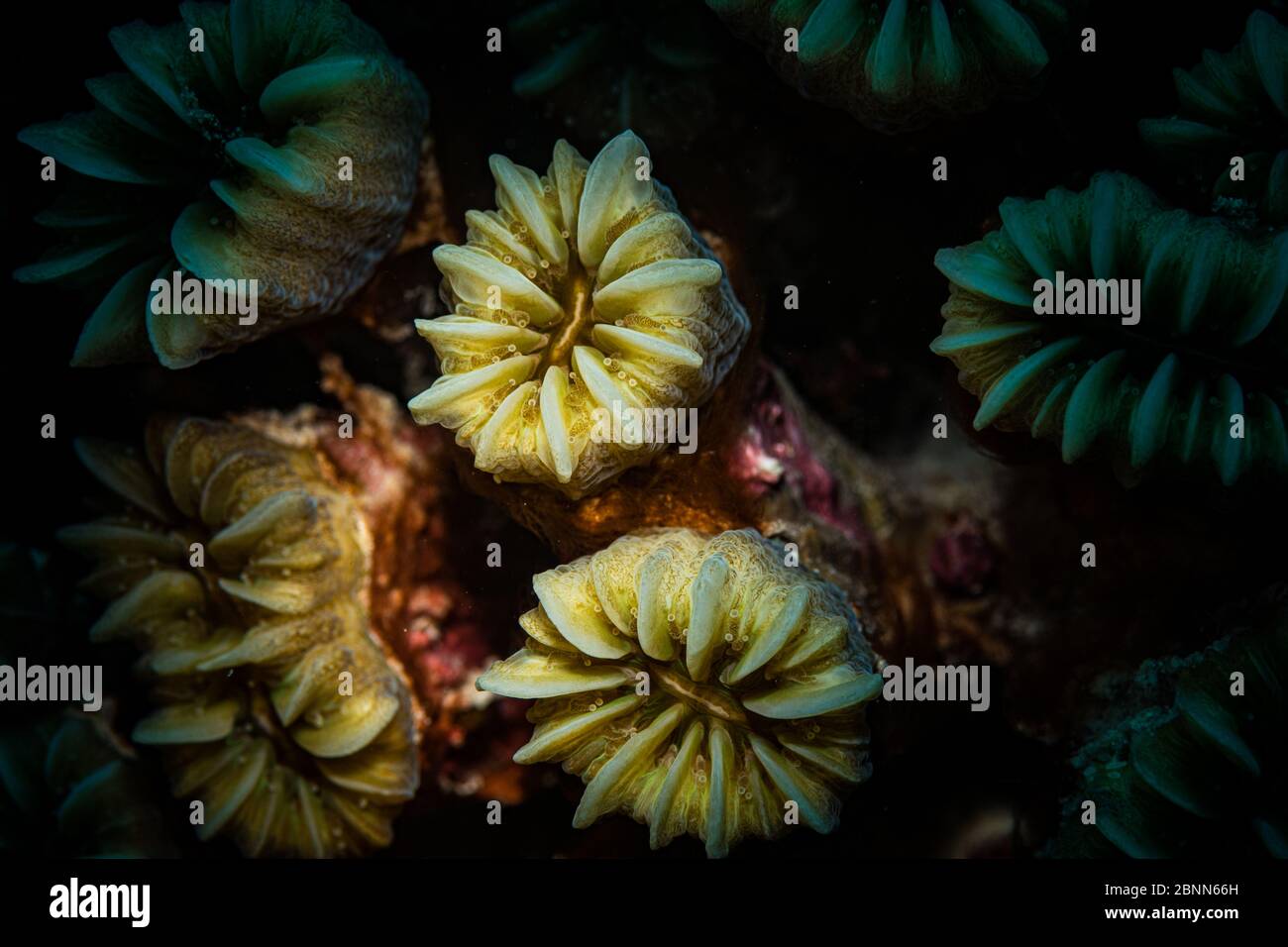 Cup Corals on the reef, Bonaire, Netherlands Antilles Stock Photo