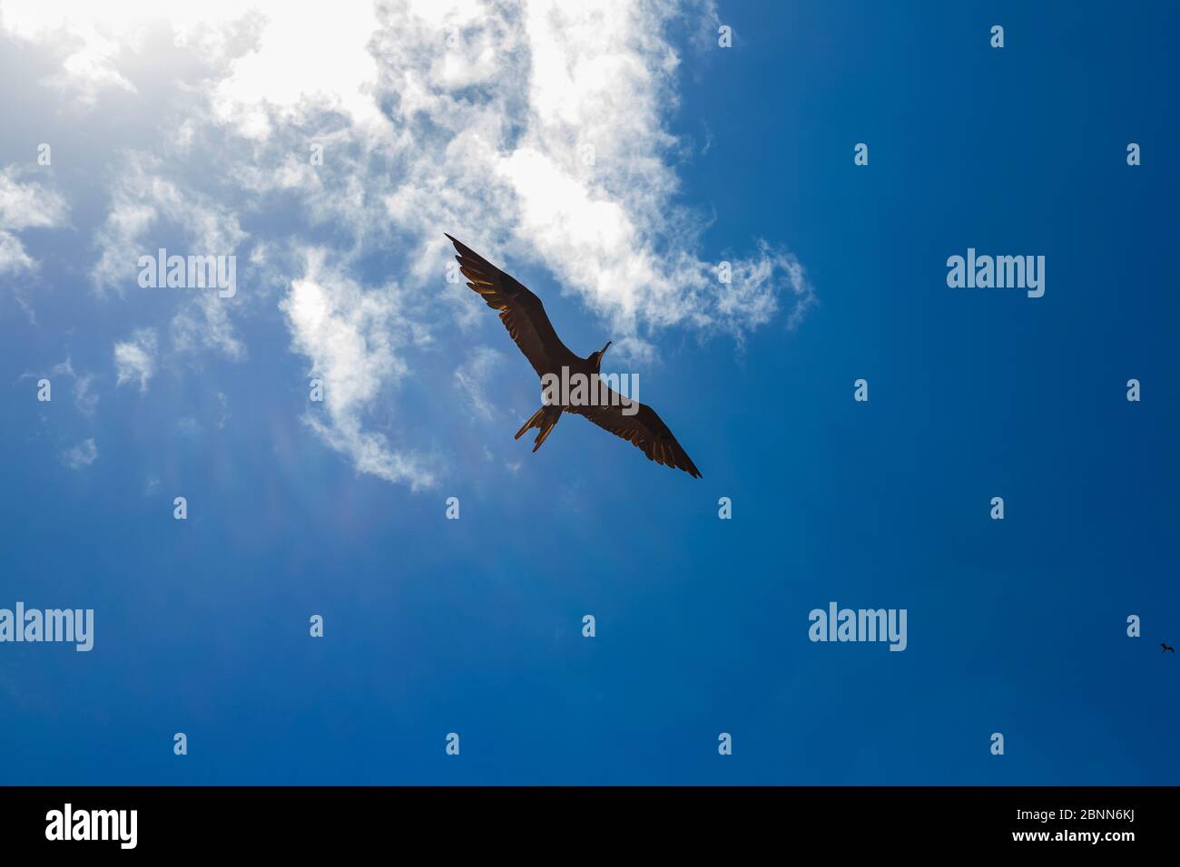 close up of the underside of a large frigate bird with the sunlight piercing throught the clouds with the sky in the background a blue gradient Stock Photo