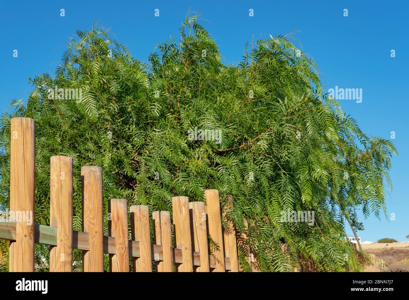 Schinus molle, also known as Peruvian pepper or false pepper tree growing over a wooden fence, ornamental evergreen tree with pink peppercorns Stock Photo