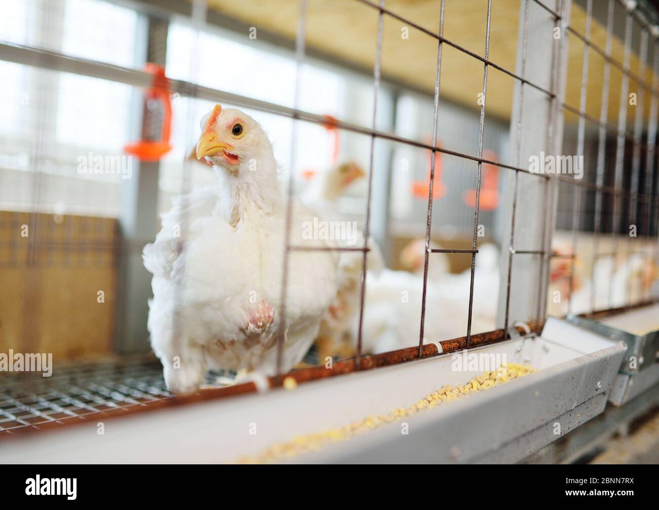 raising broiler chickens. Adult chickens sit in cages and eat compound feed Stock Photo Alamy