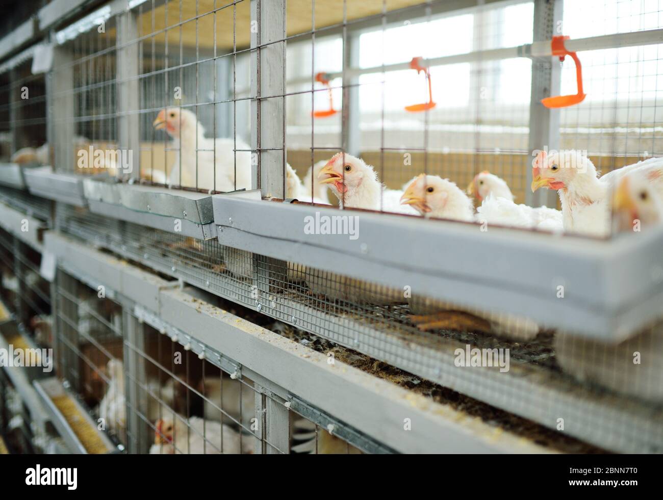 Broiler chickens poultry farm hires stock photography and images Alamy