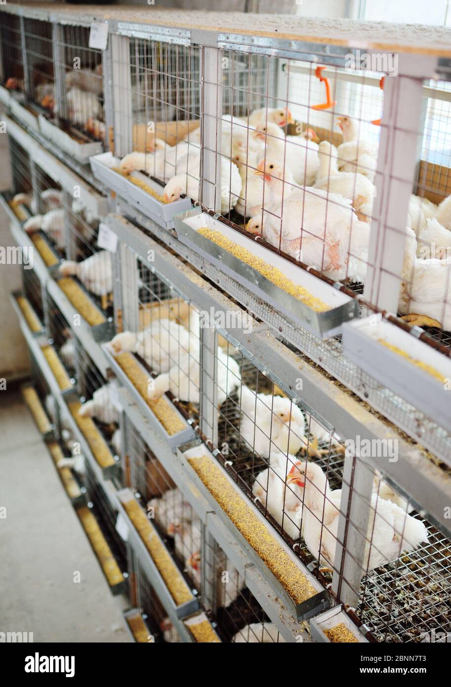 broiler chickens in cages on the background of a poultry farm Stock