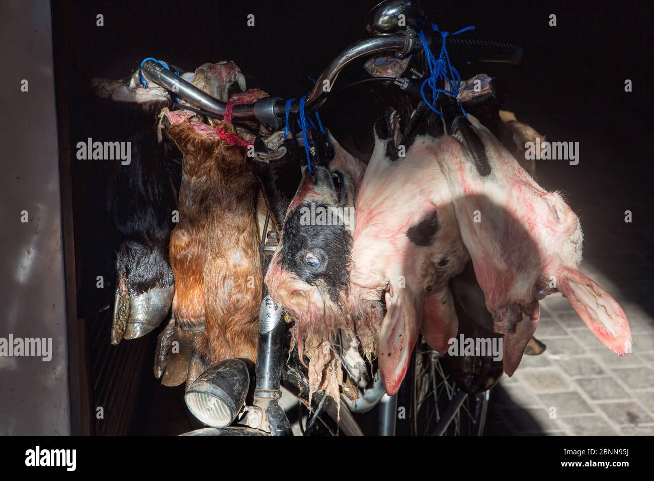 Pieces of cow meat hang on the bicycle, Morocco Stock Photo