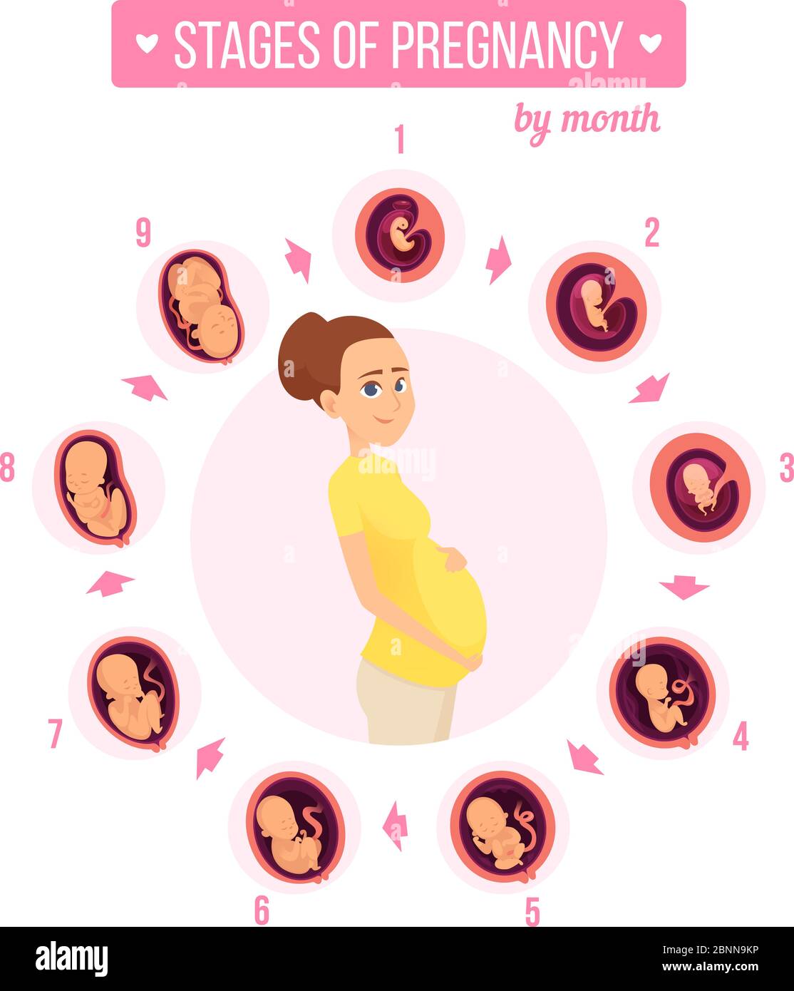 Pregnancy trimester infographic. Human growth stages new born baby development egg embryo fertility vector illustrations Stock Vector