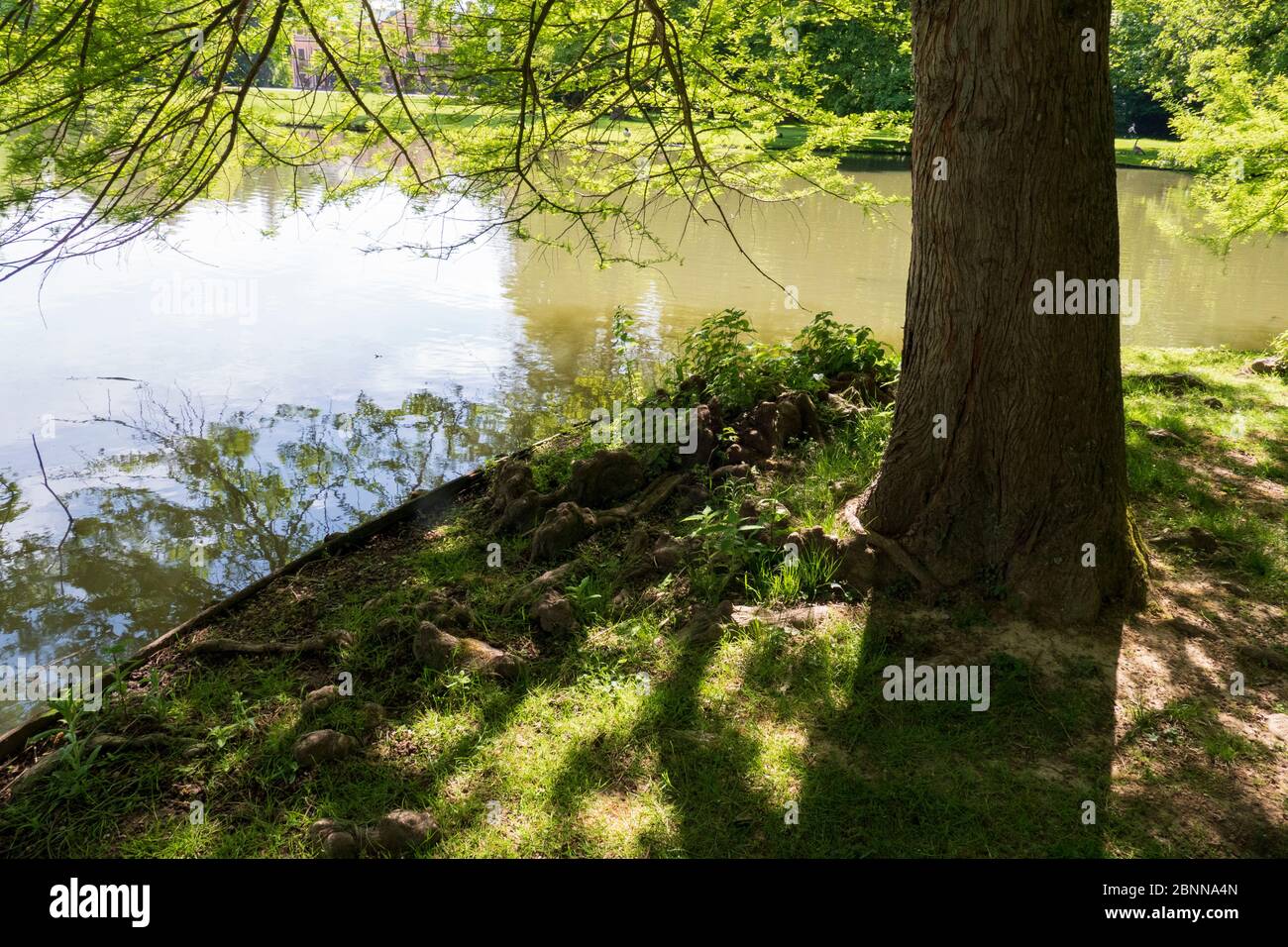 Baumwurzeln wachsen in einem kleinen See nach oben, Elfen und Droll Zuhause Stock Photo