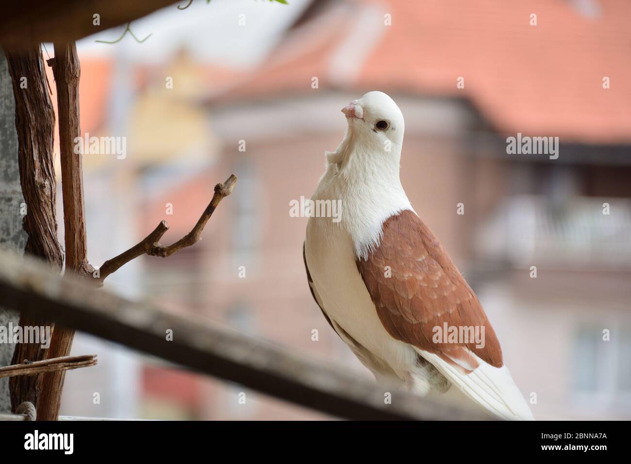 Domestic Pigeon High Resolution Stock Photography And Images Alamy Domestic Pigeon High Resolution Stock Photography And Images Alamy