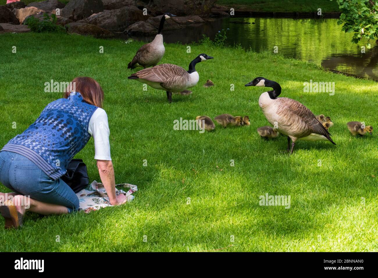 Frau sitzt am Boden und beobachten Kanadagänse Stock Photo