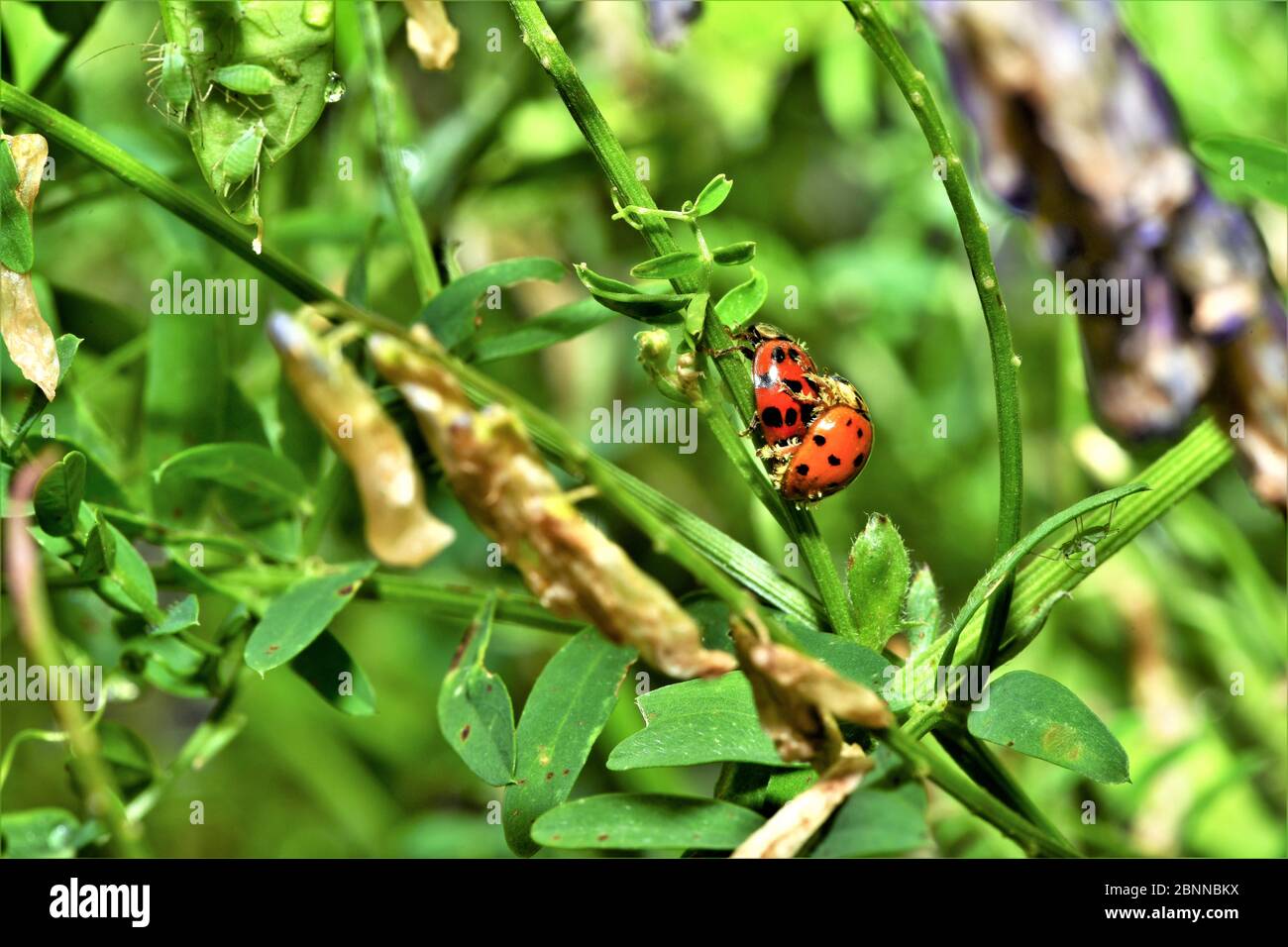 Three ladybugs hi-res stock photography and images - Alamy