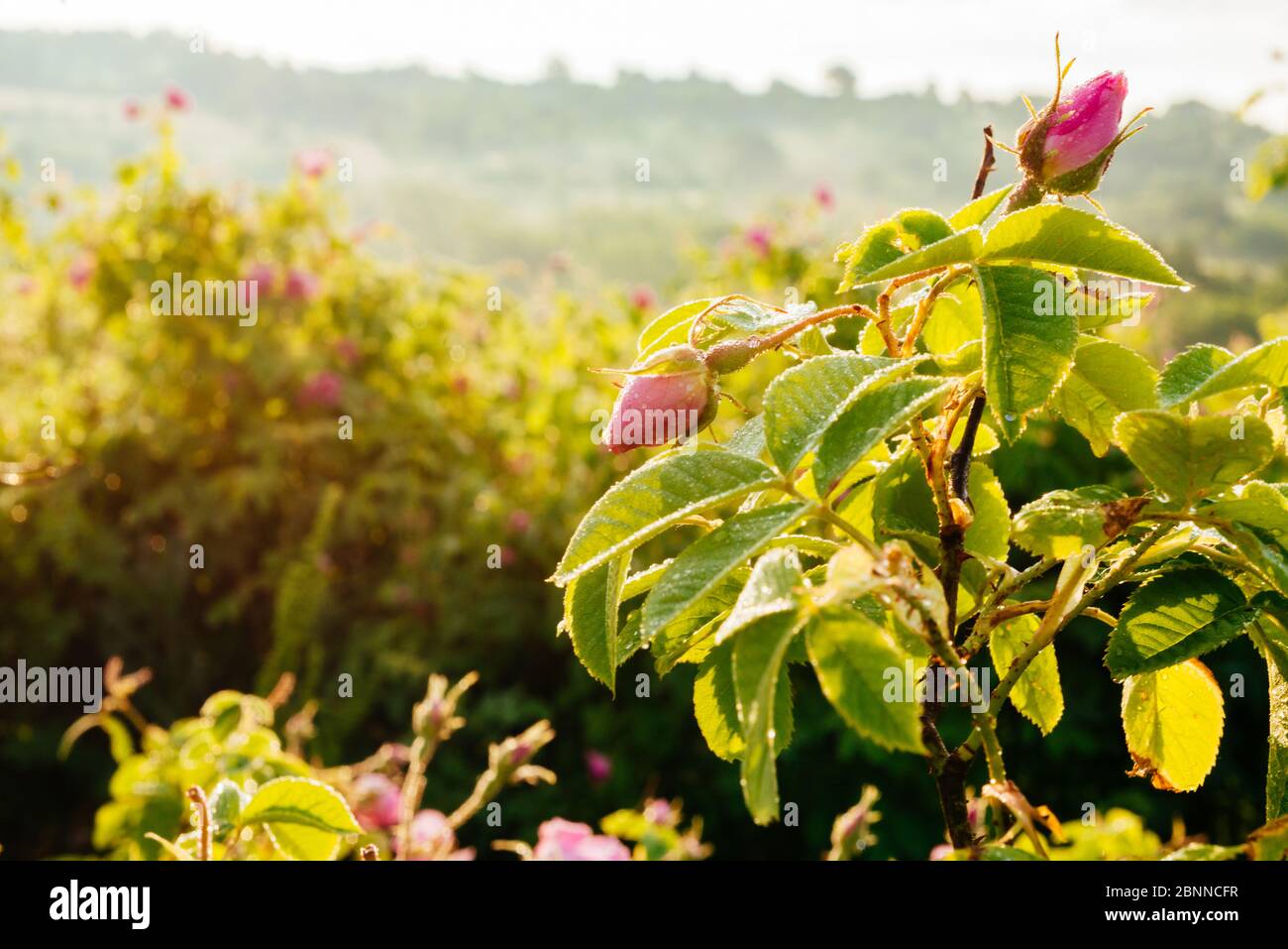 Close-up of a Damask Roses (Rosa damascena) in the Valley of Roses,  Bulgaria, Europe Stock Photo