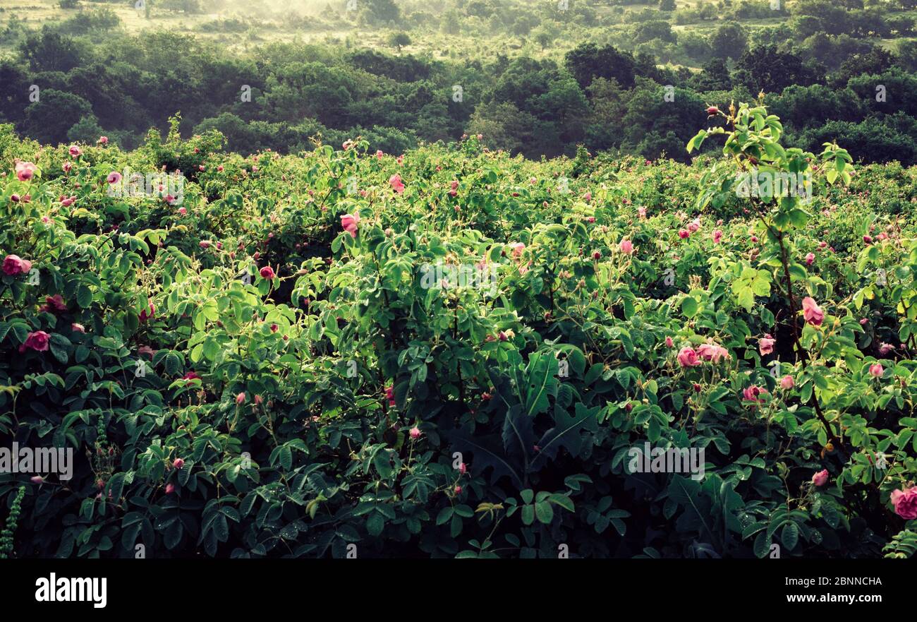 Rose field bushes Stock Photo