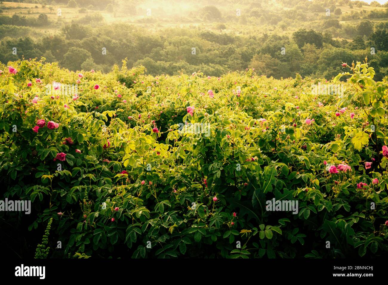 Valley of Roses. Damask Roses (Rosa damascena). Bulgaria, Europe Stock Photo