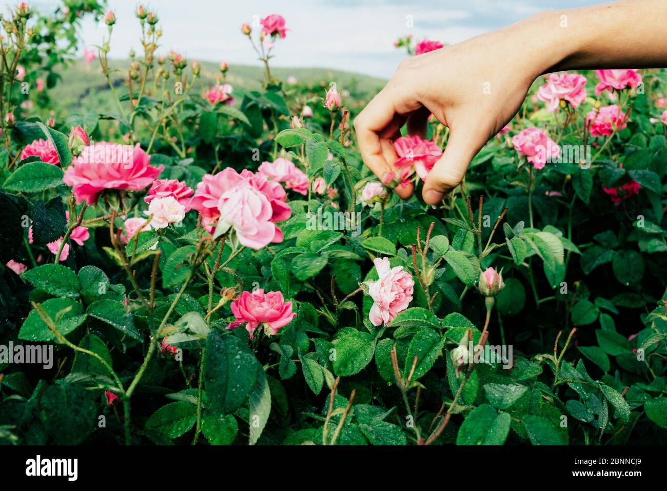 Hand Picking Flower Stock Photo