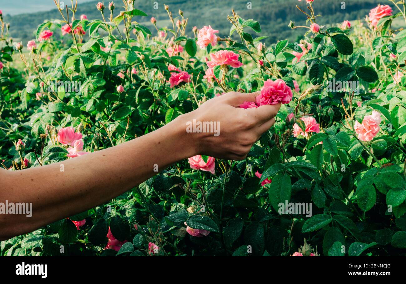 Hand of a man picking up a beautiful pink rose Stock Photo