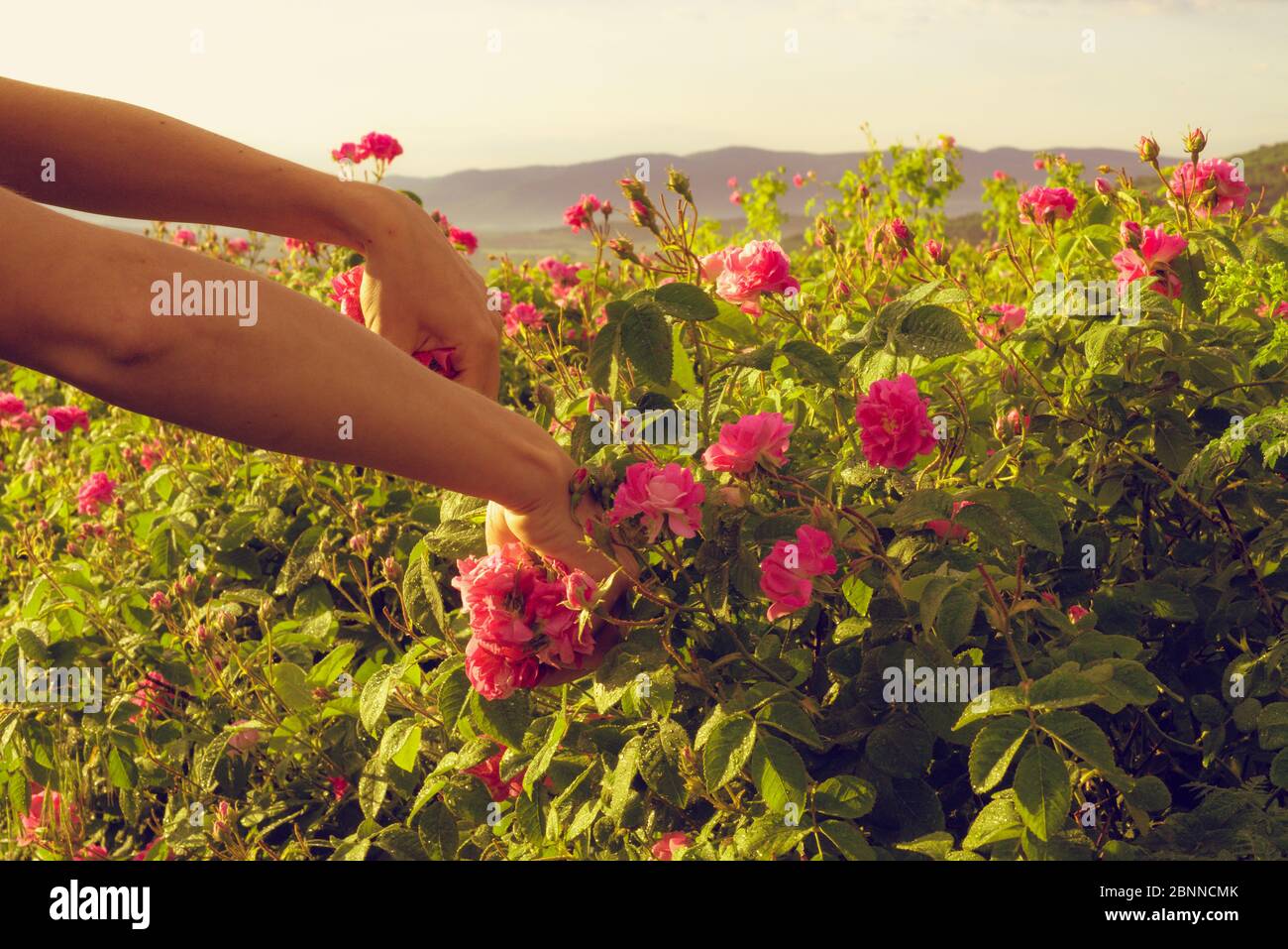 Hand of the rural worker pick fragrant flowers of pink roses for perfumery. Stock Photo
