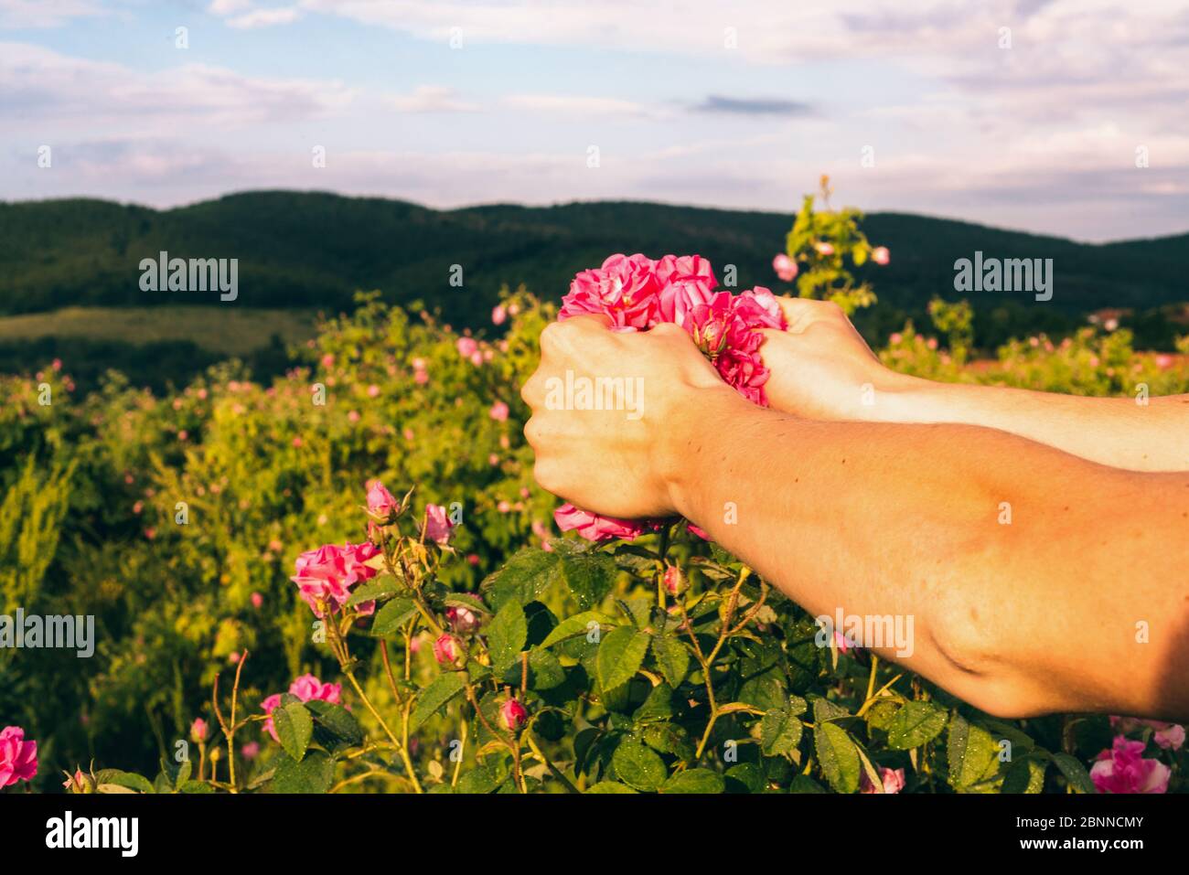 Hand of the rural worker pick fragrant flowers of pink roses for perfumery. Stock Photo