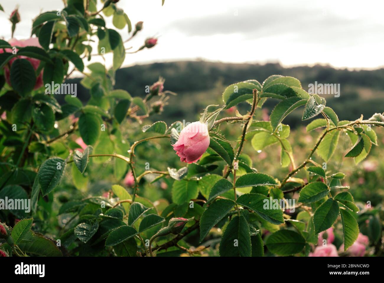 Rose field bushes Stock Photo